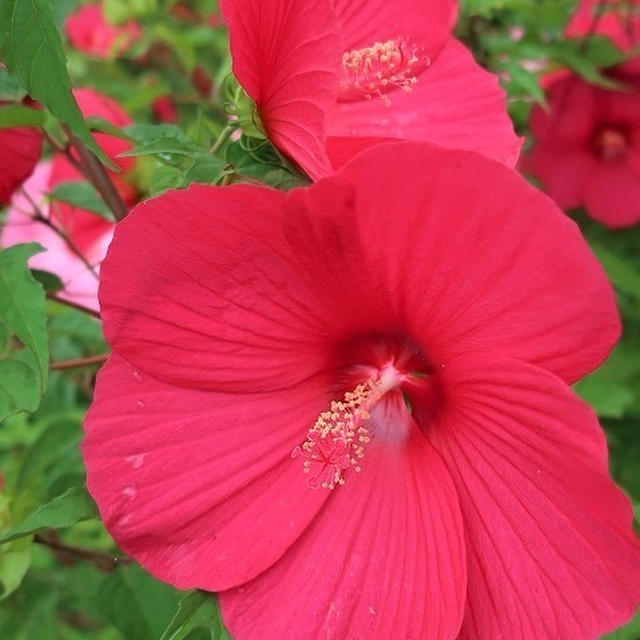 夏にひときわ目立つ大きな花＊タイタンビカス