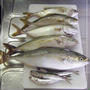旦那様の釣果【11.08.06】＆おうちご飯