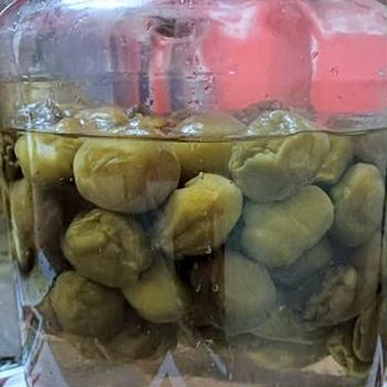 続・続　最後から･･･ではなく、梅シロップ！