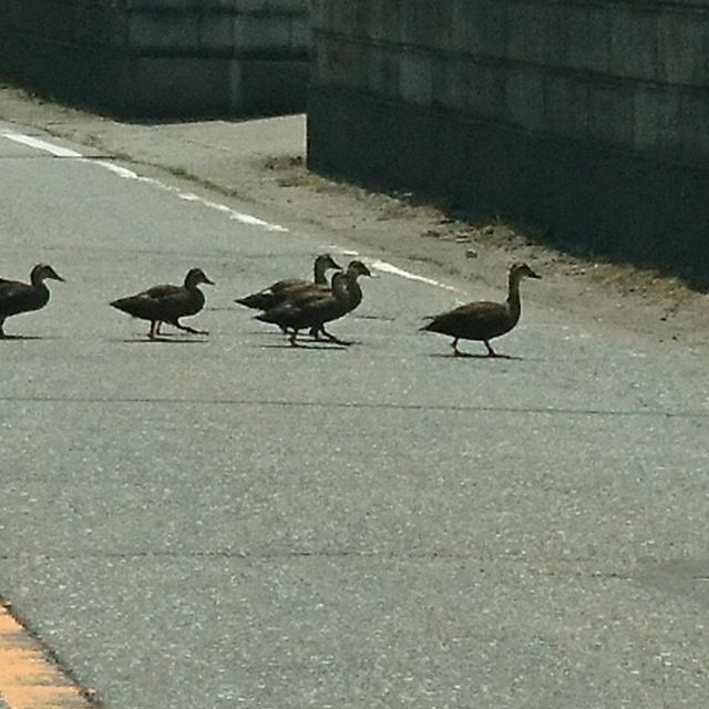 かもかも