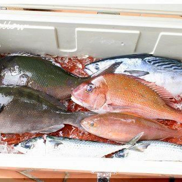 ◆銭洲へシマアジ・カンパチ釣りに行ったダーリン～今回の釣果は♪