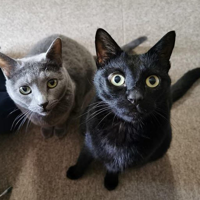 先輩猫たちの圧に負けちゃう！