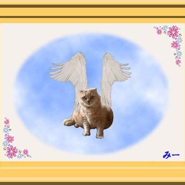 みーちゃん一周忌を迎えました。