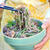 Soba Salad with Lemon Miso Dressingレモン味噌ドレッシングで蕎麦サラダ