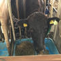 福島県西郷村「家畜改良センター」を訪ねました。