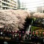 桜日和な週末。