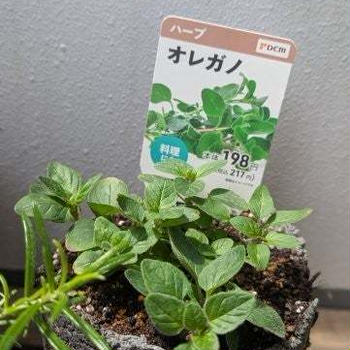 GW最終日