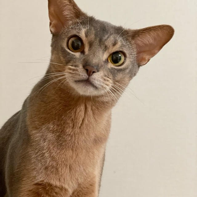 わか坊、3歳になりまちた