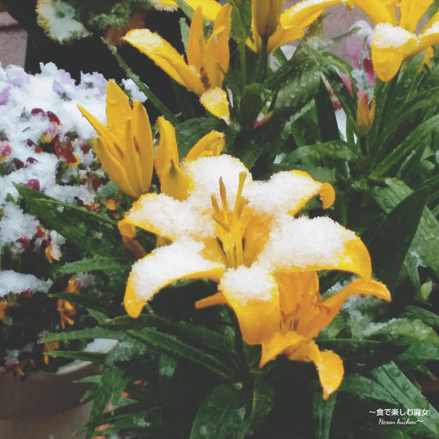 お花の上に、積もった雪と『群馬県産きゅうり レシピ集』2022年2月ぐんま。