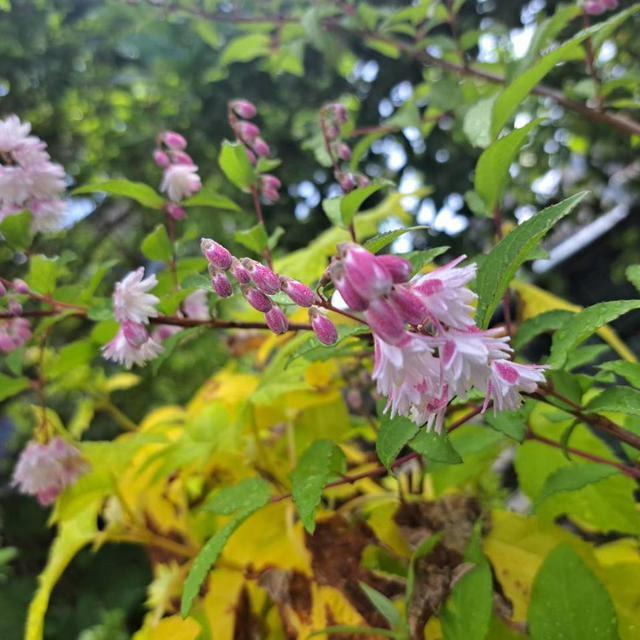 咲いた