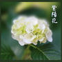 紫陽花