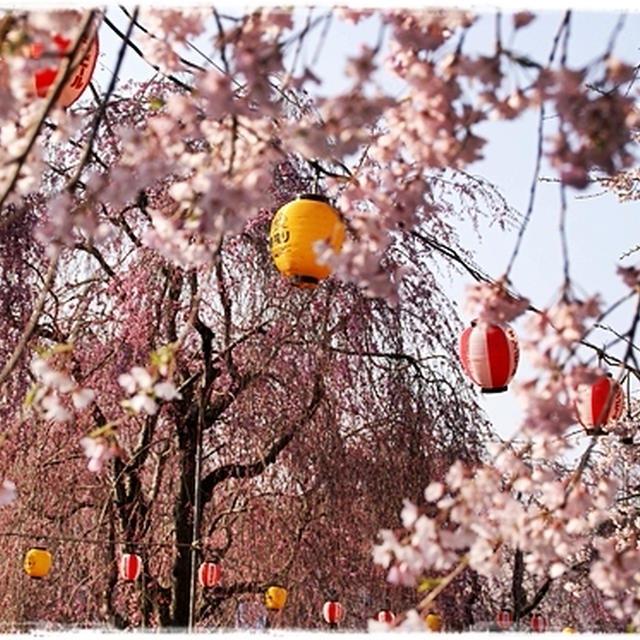 ■そうだ、お花見に行こう～♪ヽ(´ω｀*)ﾉ■お花見持ち寄りお弁当 in 榴ヶ岡公園