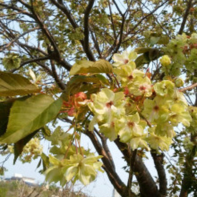 黄色の桜の花