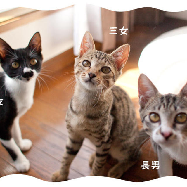 ねこのしっぽ