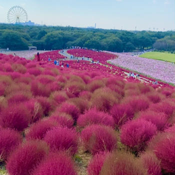 国営ひたち海浜公園のコキア