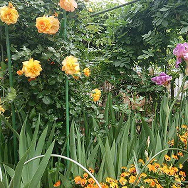 我が家の庭の花たち。。。。