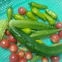 畑で夏野菜を収穫
