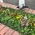 　－鳩とおじ－