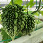 6月7日のバルコニー菜園　トマトの脇芽から取った苗？にも花が