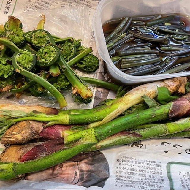 【お裾分け】山菜の季節