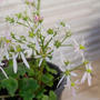 大文字草の花2022