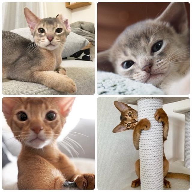 ねこの日特集♪　子猫の頃の猫たち