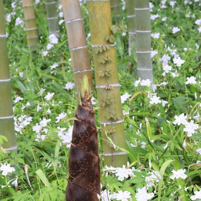 鎌倉永勝寺のたけのこ
