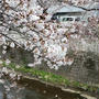 桜の季節はもう終わり