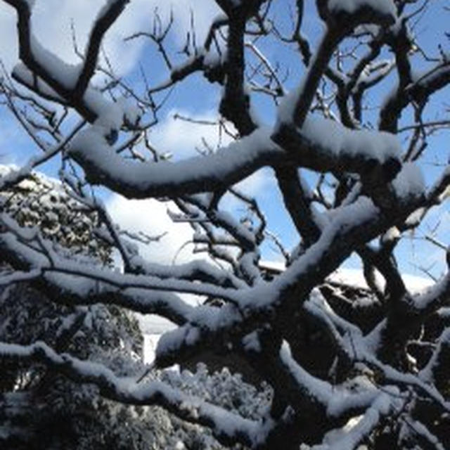 まぁ、雪が。