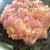 韓国風ネギトロ丼