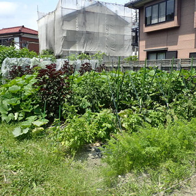はじめての家庭菜園（７月下旬）☆夏野菜、大・大・大収穫！ 