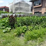 はじめての家庭菜園（７月下旬）☆夏野菜、大・大・大収穫！ 