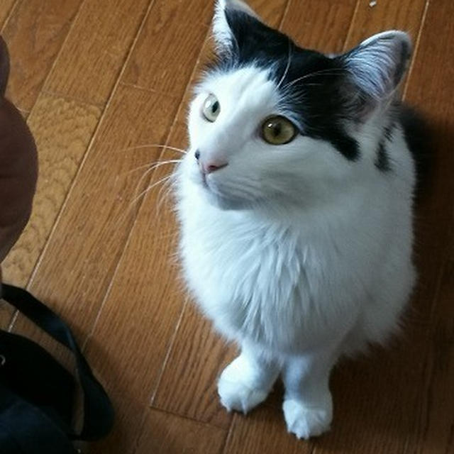 【小梅・さくら・桃之介通信】可愛いところだらけ！