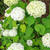 ☆梅雨休みの紫陽花☆