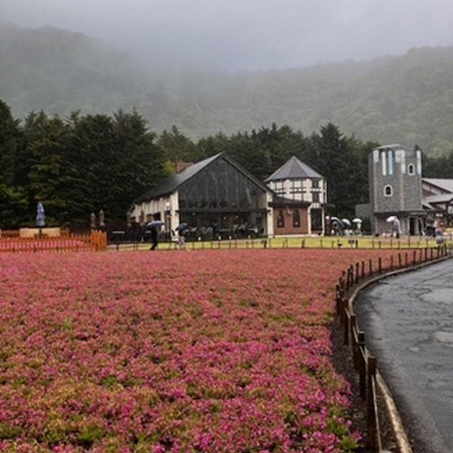 富士芝桜まつり