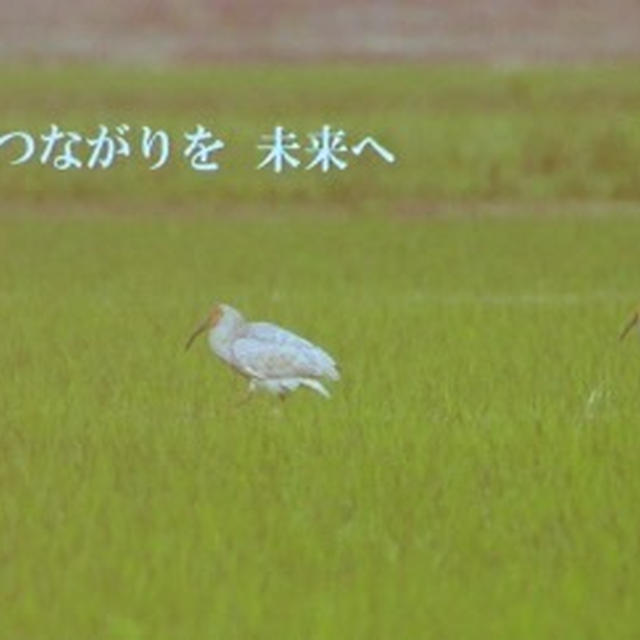 【学び】自然と人との共存②〜朱鷺と暮らす郷認証米勉強会