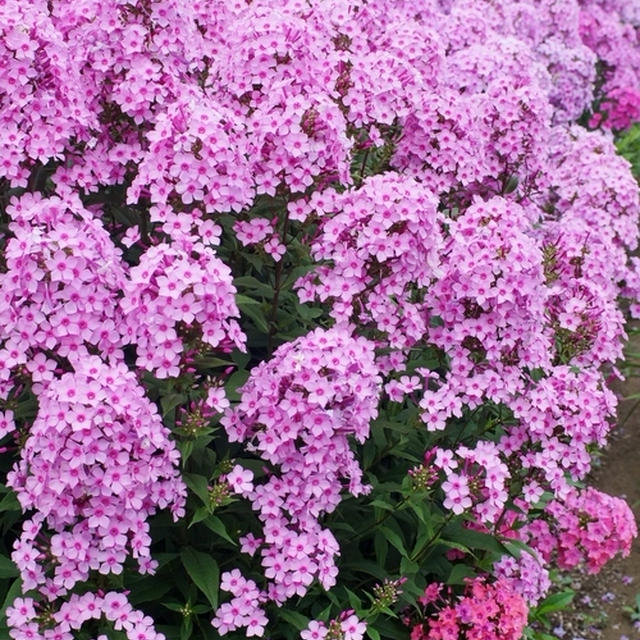 【我が家のお花畑　今満開のフロックス／エンジェルラベンダー／百日草／スズランヒオウギなど。】