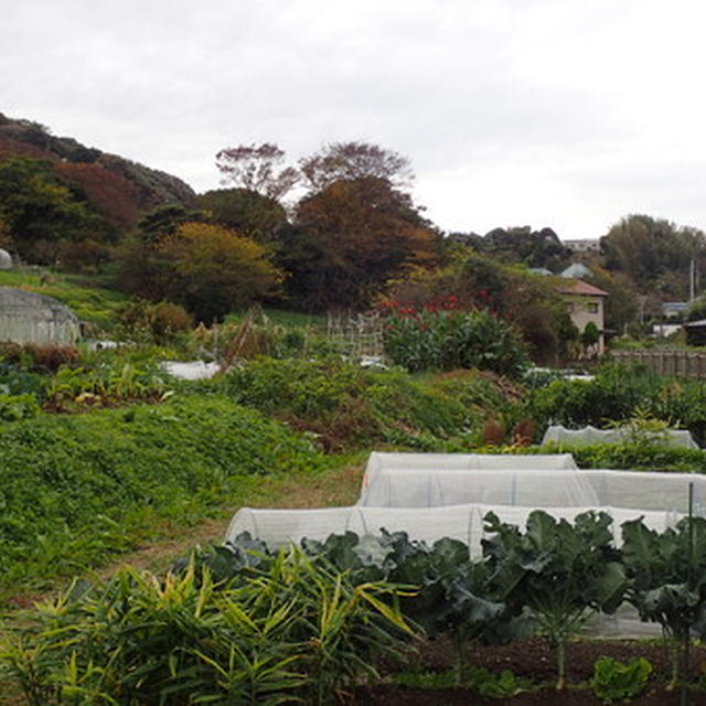 はじめての家庭菜園（11月下旬）☆ブロッコリー収穫