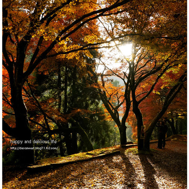 お散歩２　紅葉