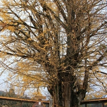 長楽寺　大イチョウ