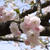 新発田桜公園の桜