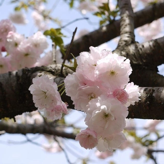 新発田桜公園の桜