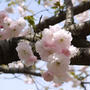 新発田桜公園の桜
