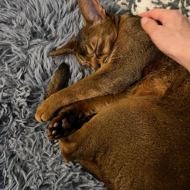 お眠になると横にくっつくりす。かわいい(*´ω`*)