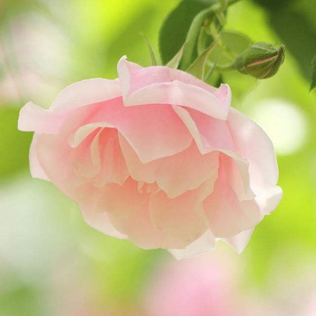 Rose shower