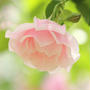 Rose shower