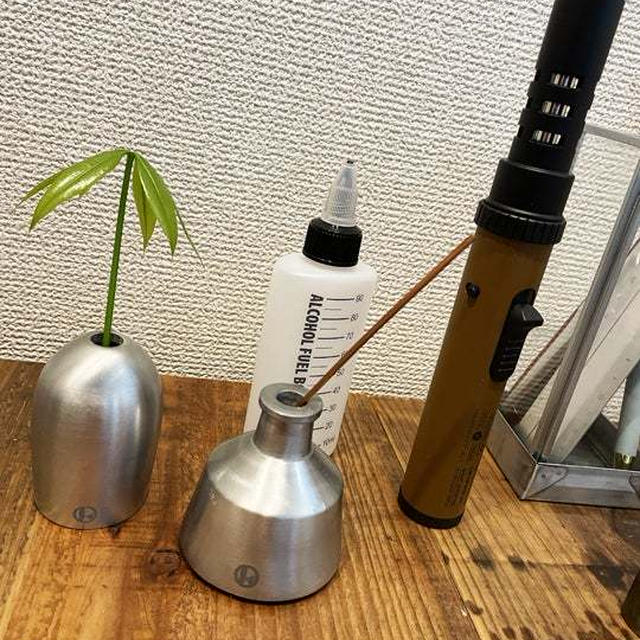 パキラ水耕栽培できる？