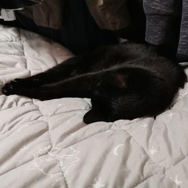黒猫感謝の日
