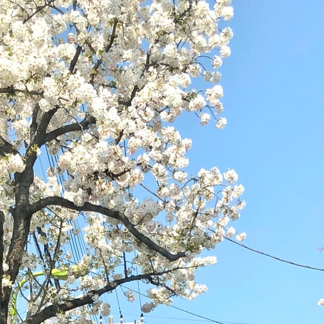 東京の桜