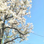 東京の桜